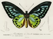 Green Birdwing Butterfly source