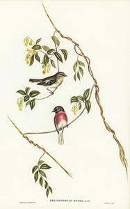 Rose-Breasted Wood-Robin source
