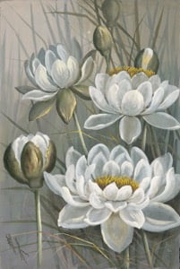 White Water Lily source